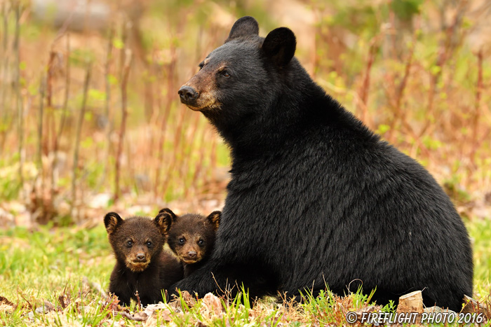 wildlife;bear;bears;black bear;Ursus americanus;Northern NH;NH;Cubs;field;grass;D5