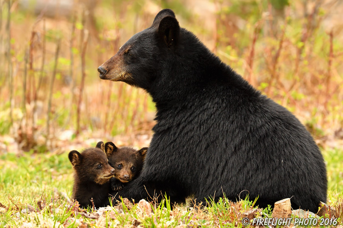 wildlife;bear;bears;black bear;Ursus americanus;Northern NH;NH;Cubs;field;grass;D5