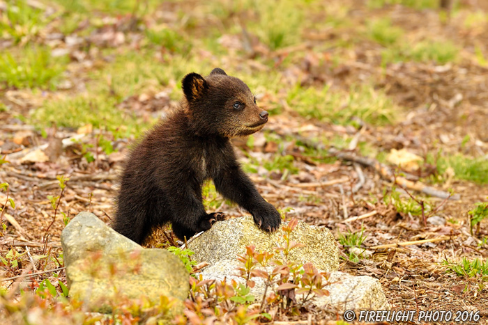 wildlife;bear;bears;black bear;Ursus americanus;Northern NH;NH;Cub;tiny;rocks;D5