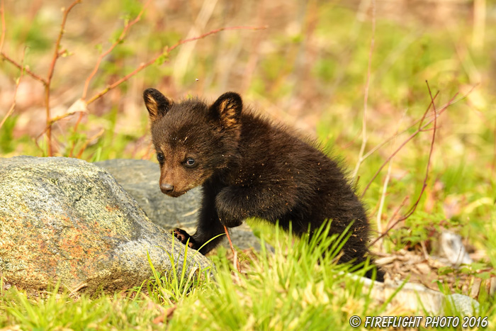 wildlife;bear;bears;black bear;Ursus americanus;Northern NH;NH;Cub;tiny;rocks;D5