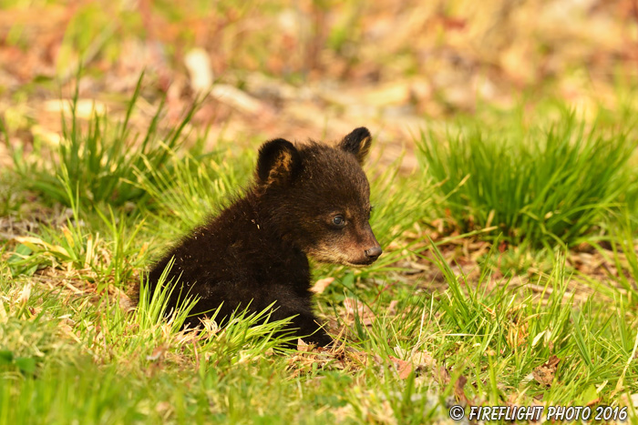 wildlife;bear;bears;black bear;Ursus americanus;Northern NH;NH;Cub;tiny;grass;D5