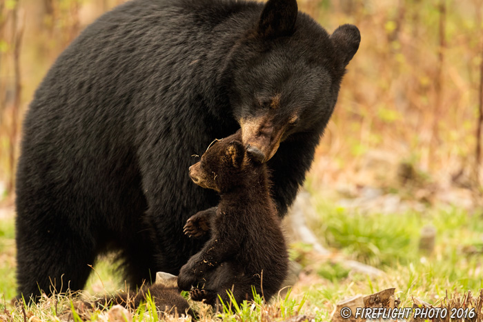 wildlife;bear;bears;black bear;Ursus americanus;Northern NH;NH;Cub;grass;picking up;carrying;D5