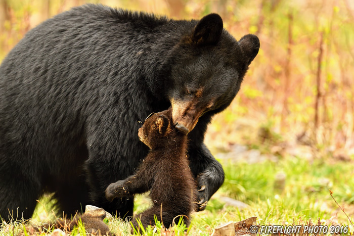 wildlife;bear;bears;black bear;Ursus americanus;Northern NH;NH;Cub;grass;picking up;carrying;D5