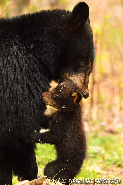 wildlife;bear;bears;black bear;Ursus americanus;Northern NH;NH;Cub;grass;picking up;carrying;D5