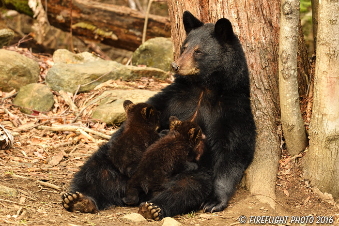 wildlife;bear;bears;black bear;Ursus americanus;Northern NH;NH;Cubs;Nursing;D5