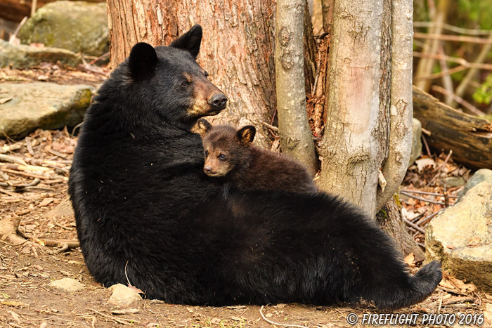 wildlife;bear;bears;black bear;Ursus americanus;Northern NH;NH;Cubs;Nursing;D5