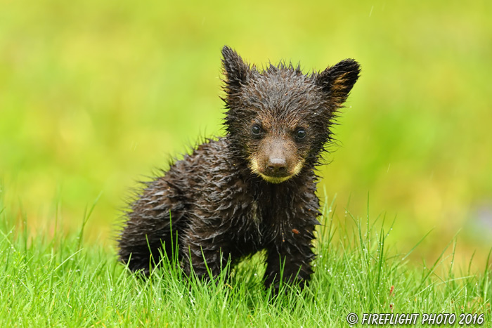 wildlife;bear;bears;black bear;Ursus americanus;Northern NH;NH;Cub;Rain;Grass;D5