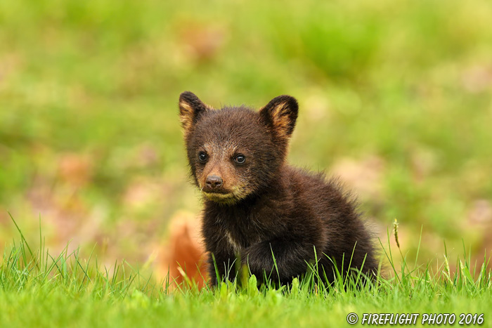 wildlife;bear;bears;black bear;Ursus americanus;Northern NH;NH;Cub;tiny;grass;D5