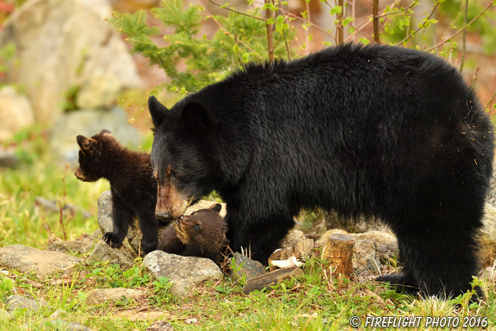 wildlife;bear;bears;black bear;Ursus americanus;Northern NH;NH;Cub;tiny;kissing;D5