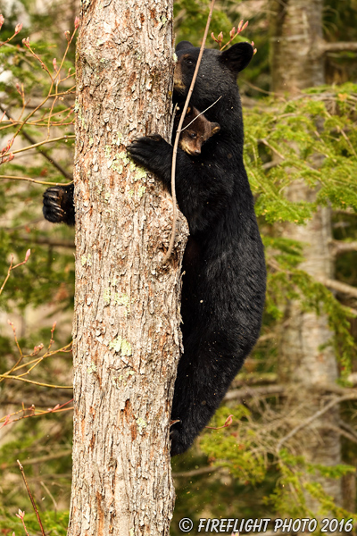 wildlife;bear;bears;black bear;Ursus americanus;Northern NH;NH;Cub;tiny;tree;D5