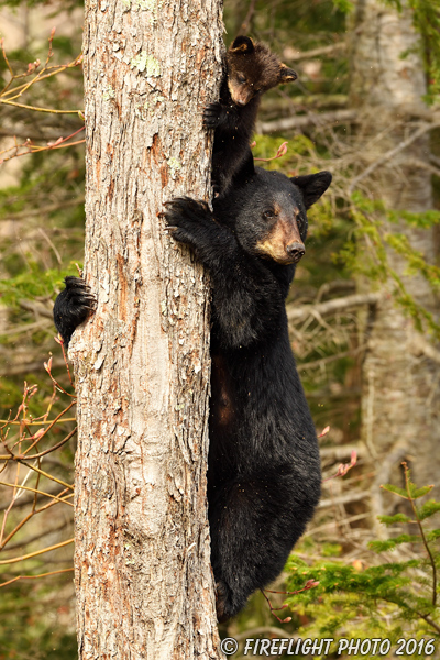 wildlife;bear;bears;black bear;Ursus americanus;Northern NH;NH;Cub;tiny;tree;D5