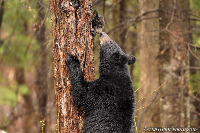 wildlife;bear;bears;black bear;Ursus americanus;Northern NH;NH;Cub;kiss;greeting;D5