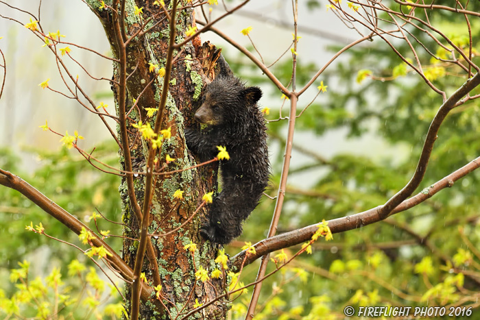 wildlife;bear;bears;black bear;Ursus americanus;Northern NH;NH;Cub;Rain;Tree;D5