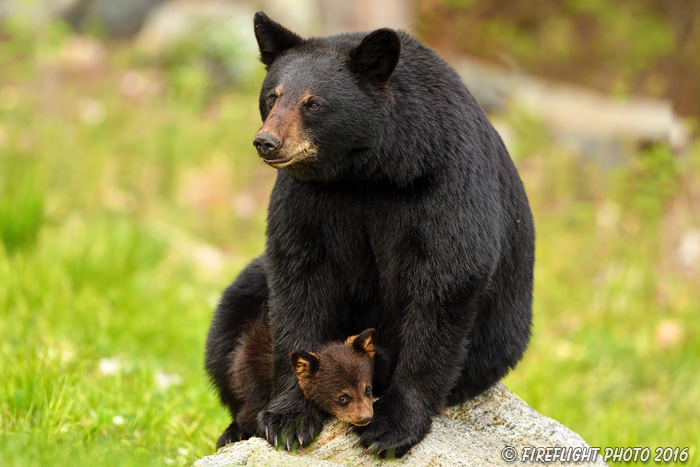 wildlife;bear;bears;black bear;Ursus americanus;Northern NH;NH;Cub;rock;sitting;D5