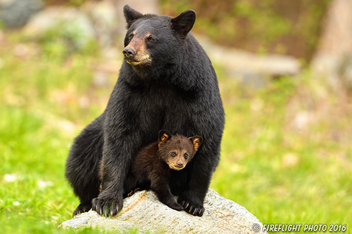 wildlife;bear;bears;black bear;Ursus americanus;Northern NH;NH;Cub;rock;sitting;D5