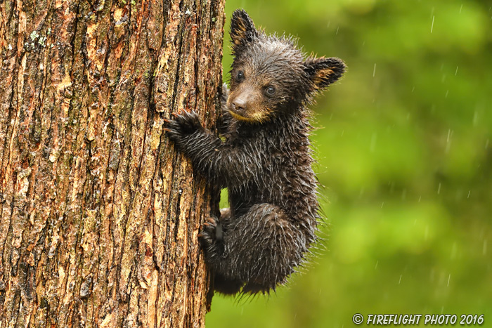wildlife;bear;bears;black bear;Ursus americanus;Northern NH;NH;Cub;tiny;tree;wet;D5