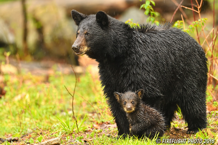 wildlife;bear;bears;black bear;Ursus americanus;Northern NH;NH;Cub;tiny;wet;rain;D5