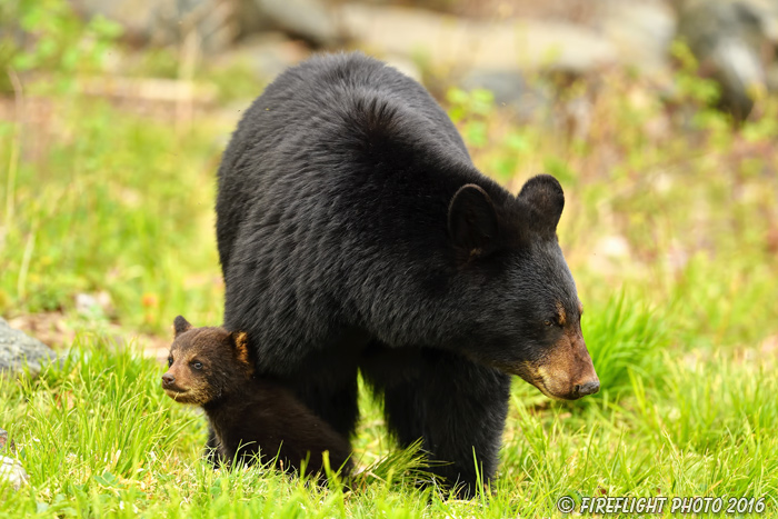 wildlife;bear;bears;black bear;Ursus americanus;Northern NH;NH;Cub;standing;field;D5
