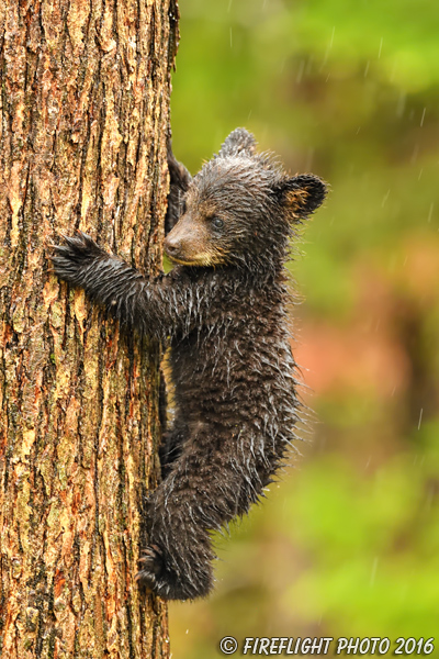 wildlife;bear;bears;black bear;Ursus americanus;Northern NH;NH;Cub;tiny;tree;wet;D5