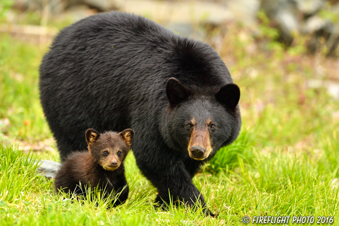 wildlife;bear;bears;black bear;Ursus americanus;Northern NH;NH;Cub;walking;field;D5