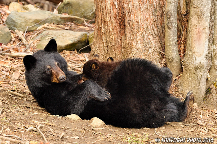 wildlife;bear;bears;black bear;Ursus americanus;Northern NH;NH;Cubs;Nursing;D5