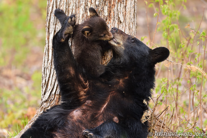 wildlife;bear;bears;black bear;Ursus americanus;Northern NH;NH;Kissing;Cub;Nursing;D4s
