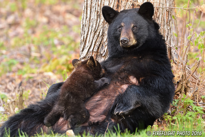 wildlife;bear;bears;black bear;Ursus americanus;Northern NH;NH;Cub;Nursing;D4s