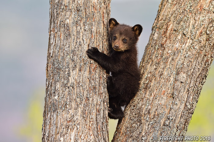 wildlife;bear;bears;black bear;Ursus americanus;Northern NH;NH;Cub;tiny;tree;D5
