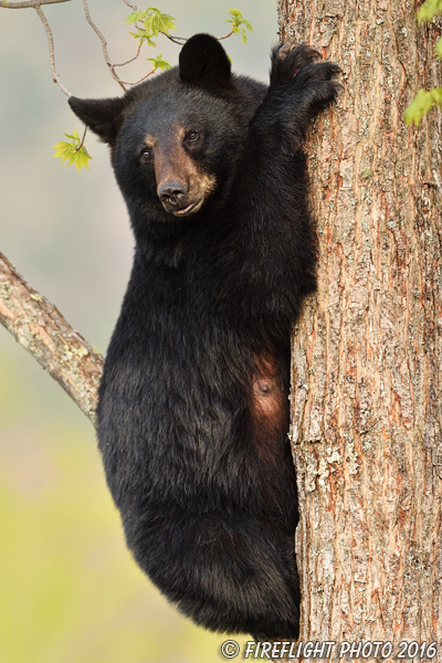 wildlife;bear;bears;black bear;Ursus americanus;Northern NH;NH;sitting;tiny;tree;D5
