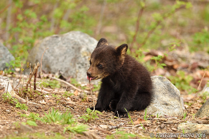 wildlife;bear;bears;black bear;Ursus americanus;Northern NH;NH;Cub;tiny;rocks;D5