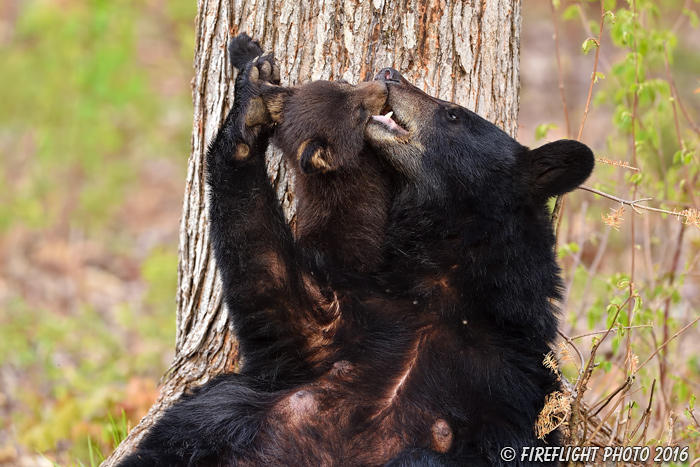 wildlife;bear;bears;black bear;Ursus americanus;Northern NH;NH;Kissing;Cub;Nursing;D4s