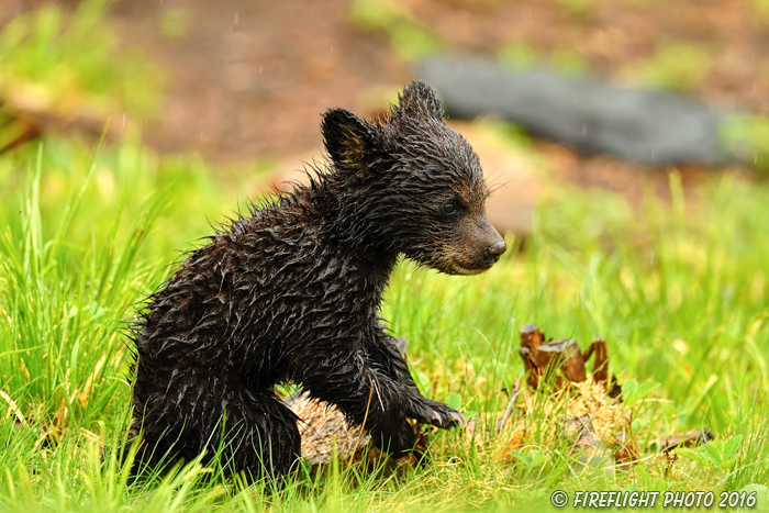 wildlife;bear;bears;black bear;Ursus americanus;Northern NH;NH;Cub;Rain;Grass;D5