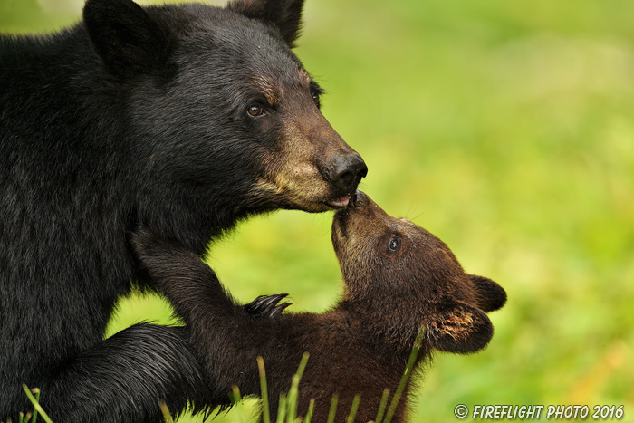 wildlife;bear;bears;black bear;Ursus americanus;Northern NH;NH;Cub;kiss;kissing;D4s