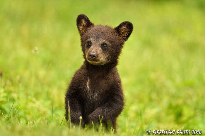 wildlife;bear;bears;black bear;Ursus americanus;Northern NH;NH;Cub;tiny;grass;standing