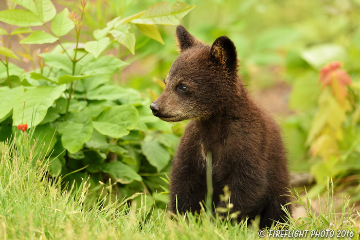 wildlife;bear;bears;black bear;Ursus americanus;Northern NH;NH;Cub;tiny;grass;D5