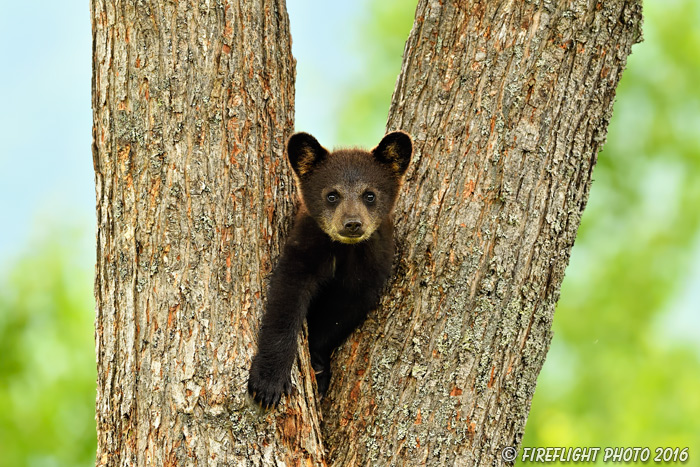 wildlife;bear;bears;black bear;Ursus americanus;Northern NH;NH;Cub;tiny;tree;D5