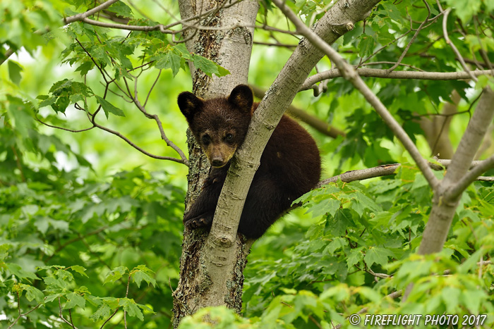 wildlife;bear;bears;black bear;Ursus americanus;Northern NH;NH;Cub;tiny;tree;D5
