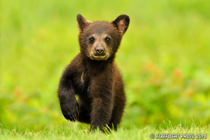 wildlife;bear;bears;black bear;Ursus americanus;Northern NH;NH;Cub;tiny;grass;D5
