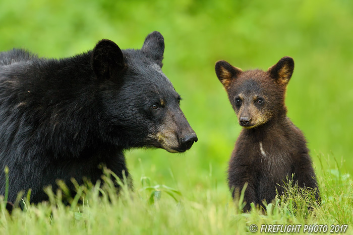 wildlife;bear;bears;black bear;Ursus americanus;Northern NH;NH;Cub;standing;field;D5