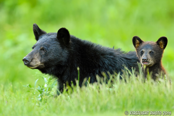 wildlife;bear;bears;black bear;Ursus americanus;Northern NH;NH;Cub;standing;field;D5