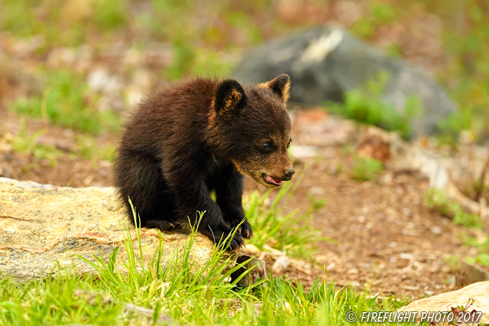 wildlife;bear;bears;black bear;Ursus americanus;Northern NH;NH;Cub;tiny;rocks;D5