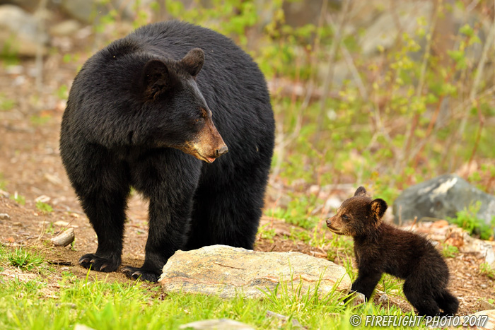 wildlife;bear;bears;black bear;Ursus americanus;Northern NH;NH;Cub;standing;field;D5