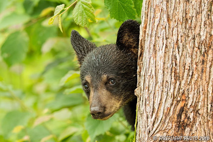 wildlife;bear;bears;black bear;Ursus americanus;Northern NH;NH;Cub;peekaboo;tree;D5