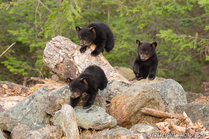 wildlife;bear;bears;black bear;Ursus americanus;Northern NH;NH;Cubs;D5