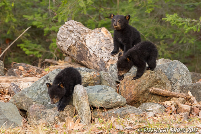 wildlife;bear;bears;black bear;Ursus americanus;Northern NH;NH;Cubs;D5