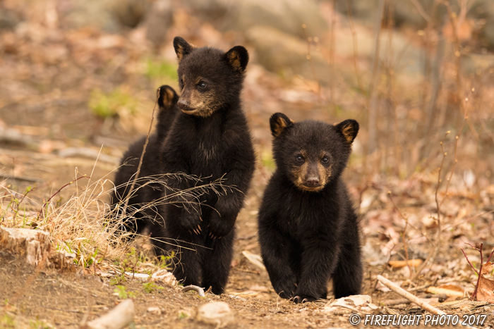 wildlife;bear;bears;black bear;Ursus americanus;Northern NH;NH;Cubs;D5