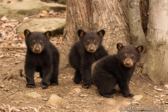 wildlife;bear;bears;black bear;Ursus americanus;Northern NH;NH;Cubs;D5