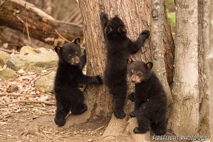 wildlife;bear;bears;black bear;Ursus americanus;Northern NH;NH;Cubs;D5
