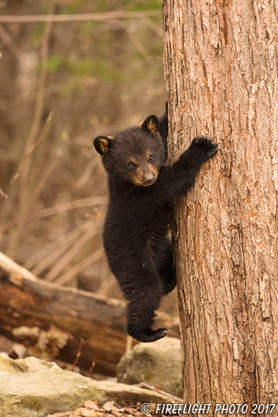 wildlife;bear;bears;black bear;Ursus americanus;Tree;Northern NH;NH;Cub;D5