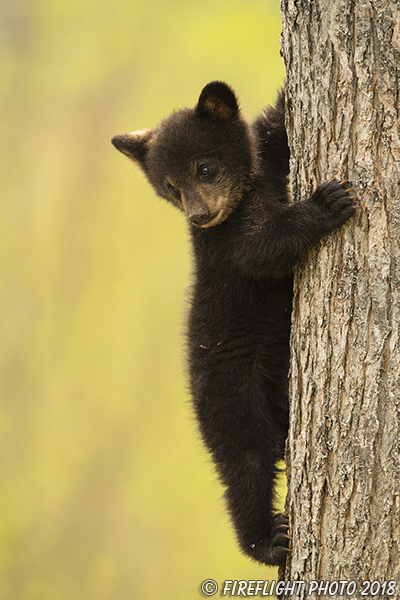 wildlife;bear;bears;black bear;Ursus americanus;Tree;Northern NH;NH;Cub;D5